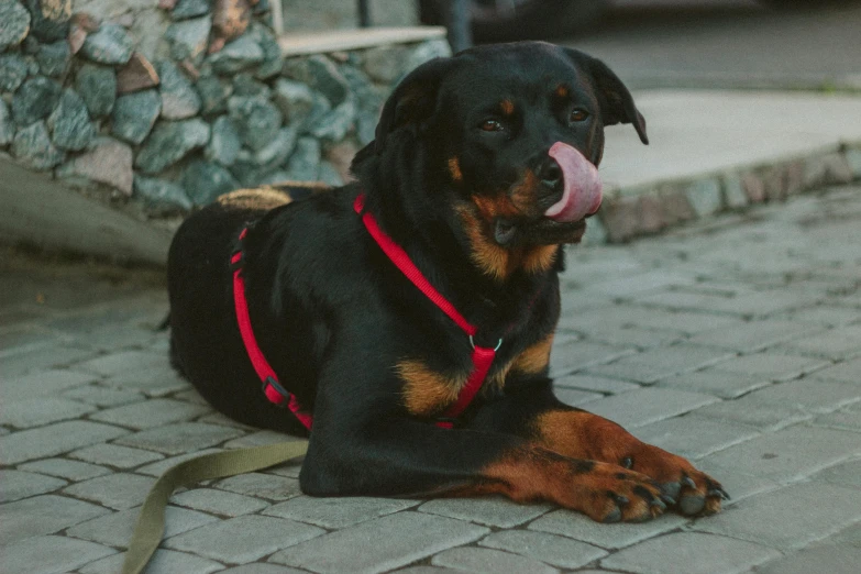 a large black dog laying on top of a stone sidewalk