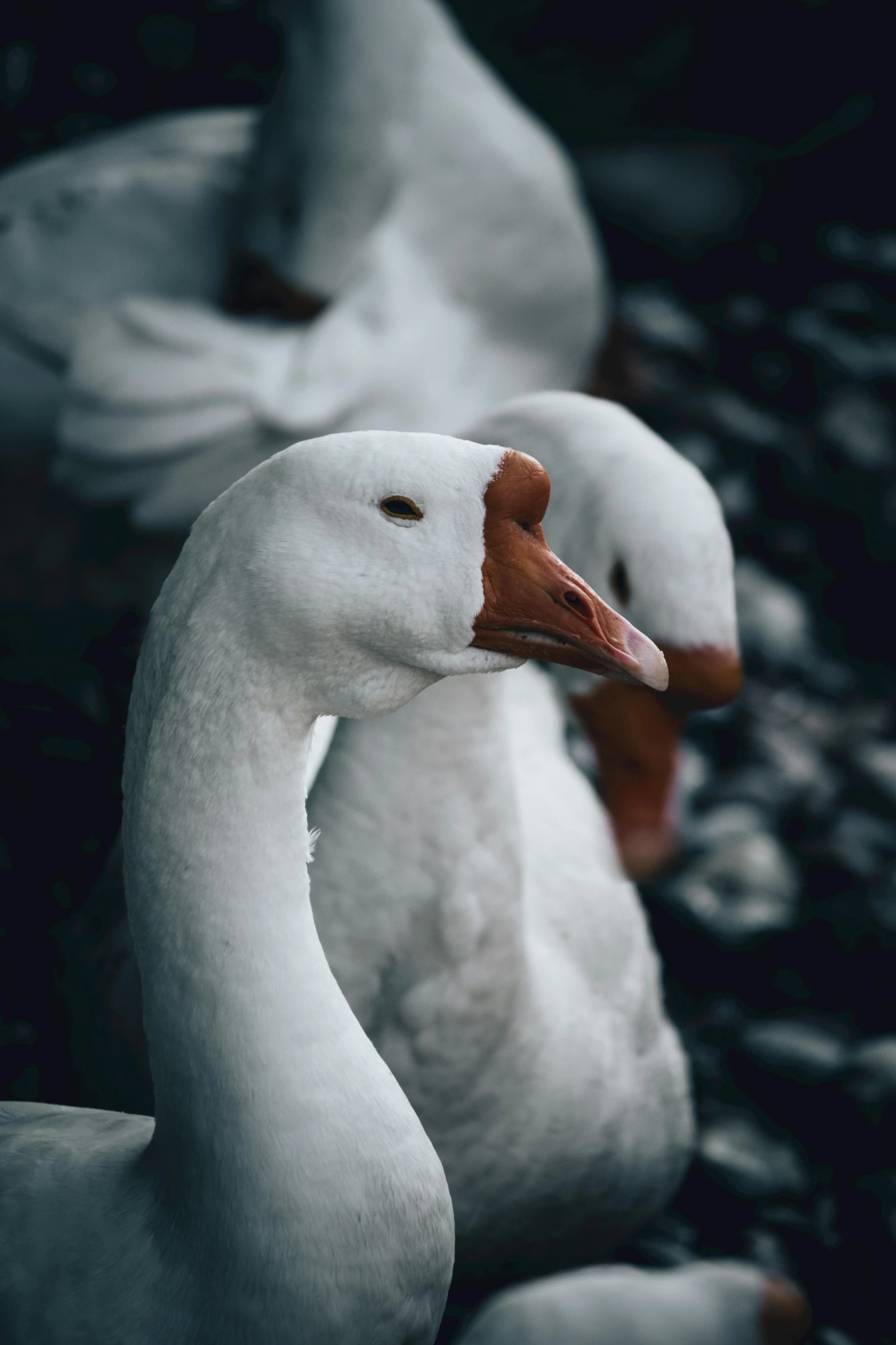 two white ducks sitting together outside of a pond