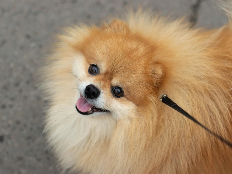 a dog on a leash with tongue hanging out