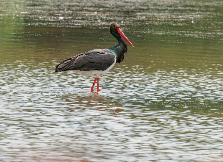 two birds standing in the water together