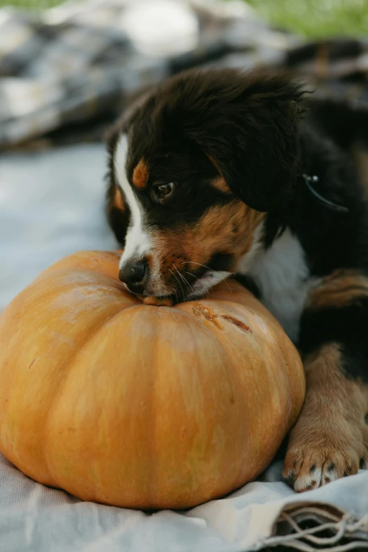 the small dog is biting at the pumpkin