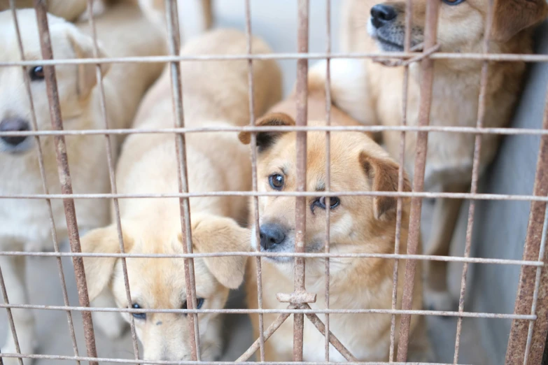 small brown dogs in a cage and looking through the bars