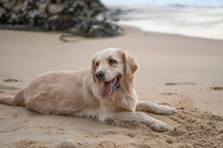 a dog lays in the sand on the beach