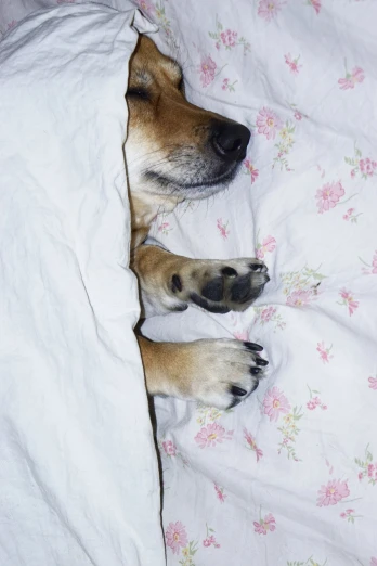 an adorable brown dog is sleeping on the bed