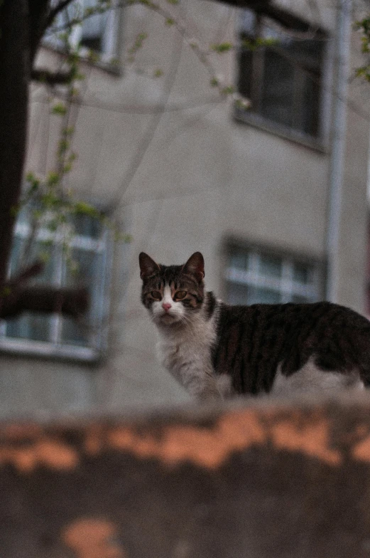 a white and brown cat walking along a building with two windows