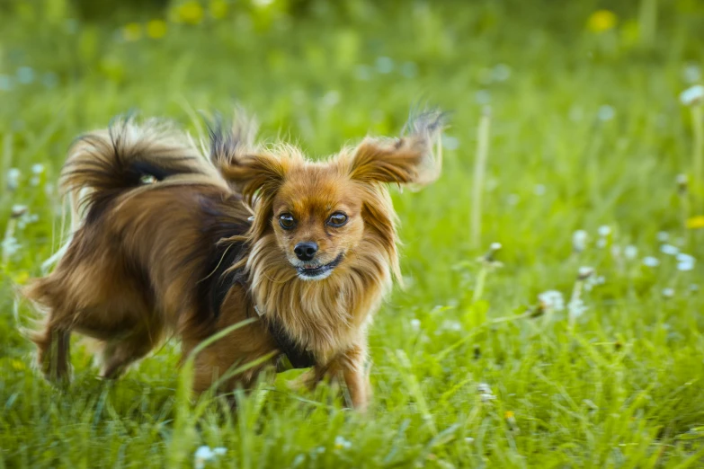 a small brown dog running across a lush green field
