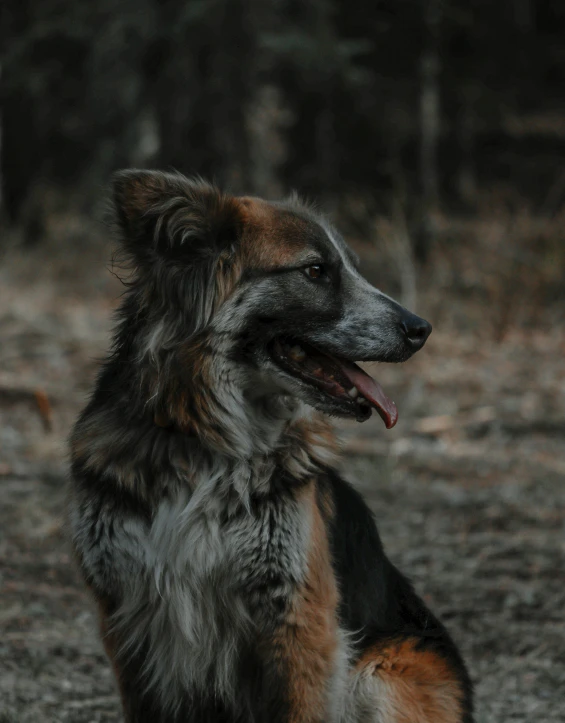 a fluffy dog with it's tongue out sitting on the ground