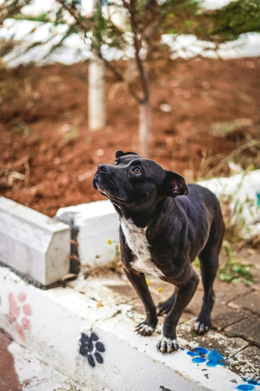 a black dog standing on top of a brick sidewalk