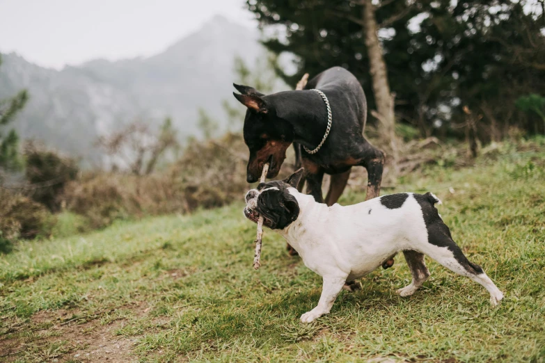 two dogs on a grassy hill with trees in the background