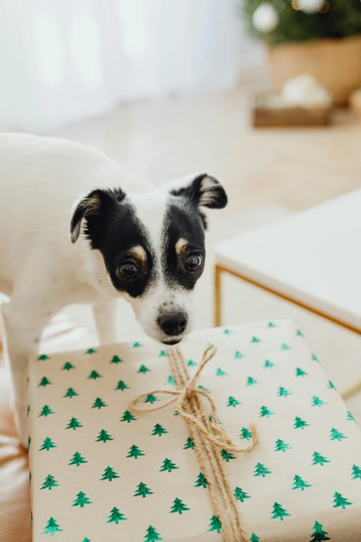 a dog on the floor with presents under him