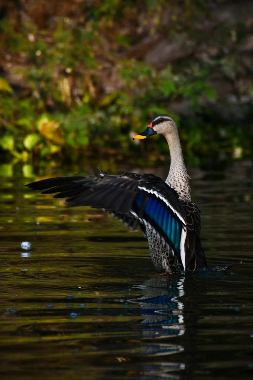 a bird with black wings and blue under wings taking off