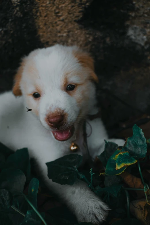 a brown and white puppy laying on the ground