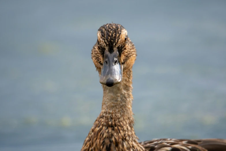 a duck stares directly at the camera while standing on water