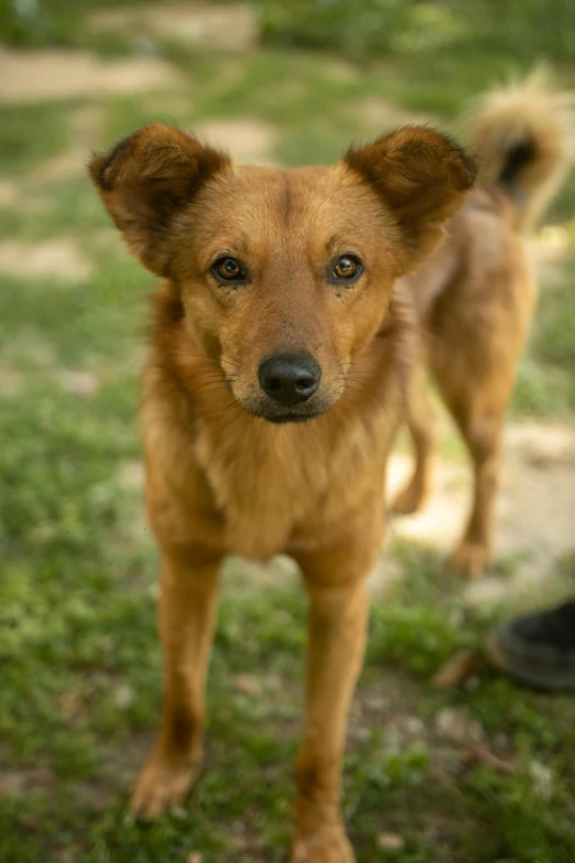 an adorable brown dog on grass near a person