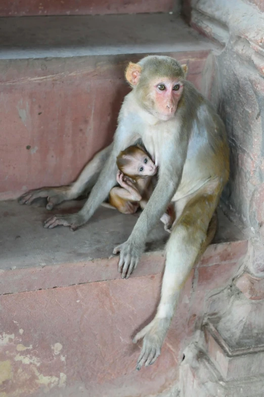 two small monkeys are playing with each other