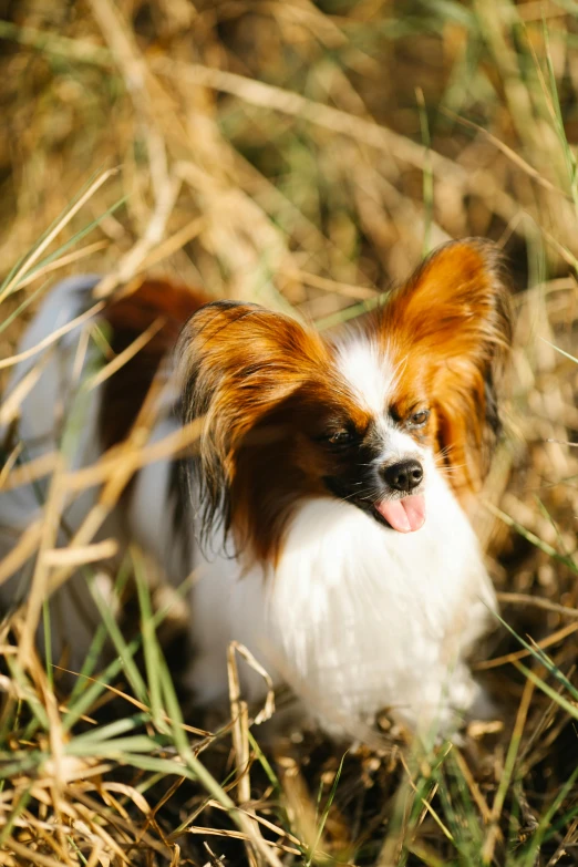 a little brown and white dog in some grass