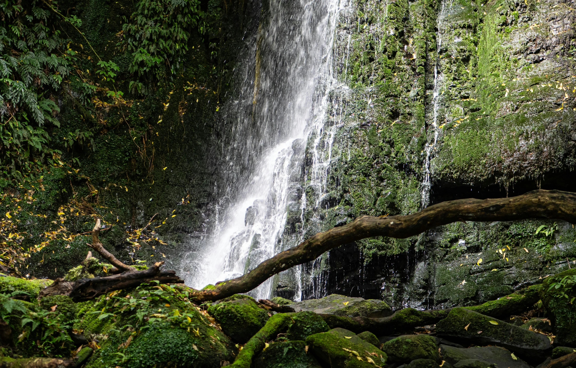 this picture shows a forest waterfall with green plants