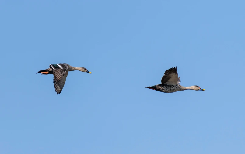 two birds flying through the blue sky on a sunny day