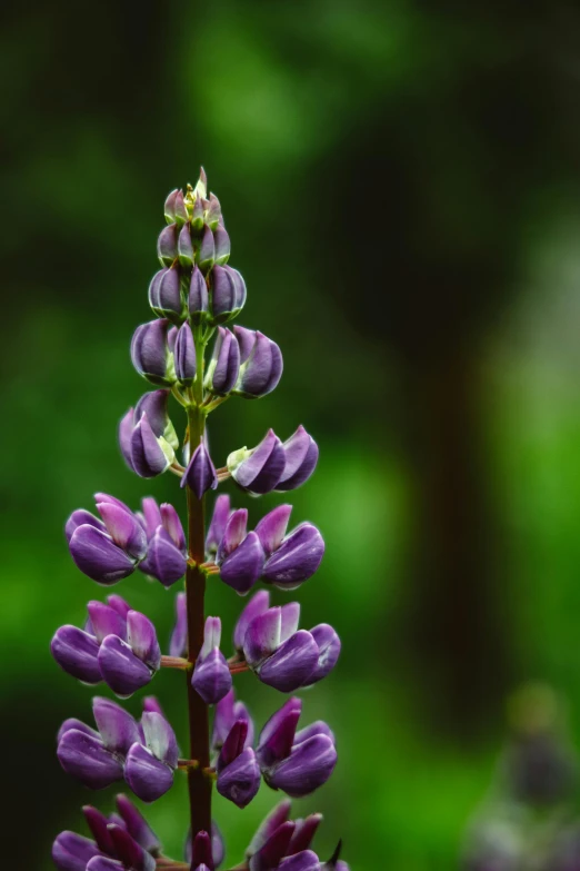 purple flowers bloom on top of a green plant