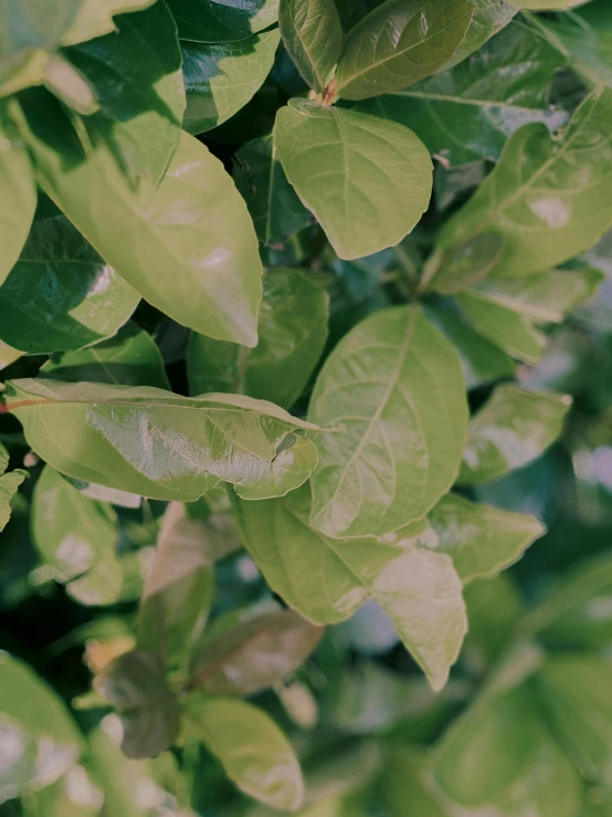 some very green leaves in the sunlight