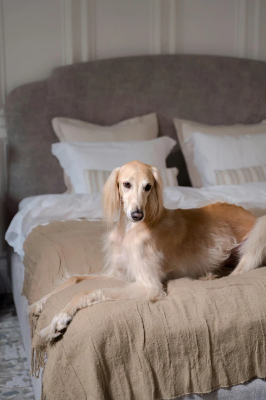 a golden dog sits on a bed covered with linens