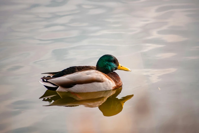 there is a small duck swimming in the water