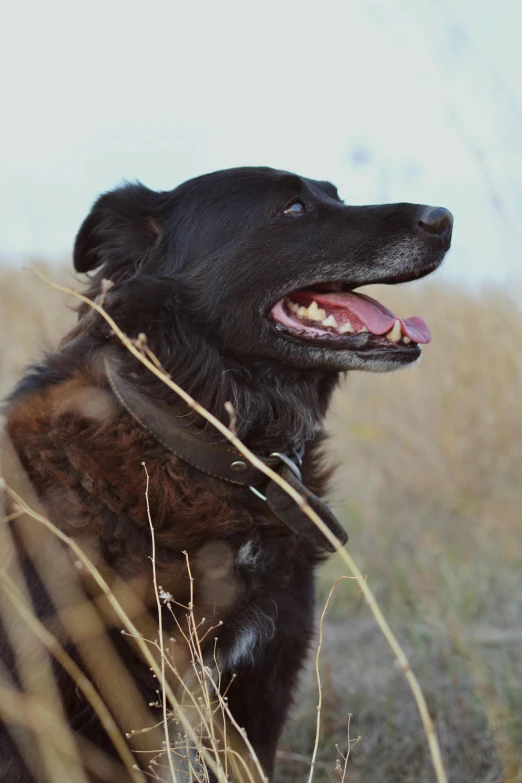 a dog sitting in the tall dry grass looking away