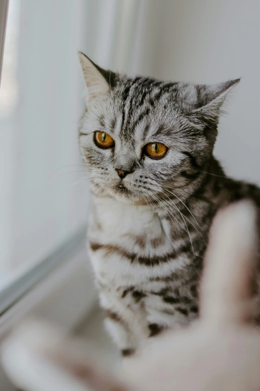 a cat is sitting by a window and giving the finger sign