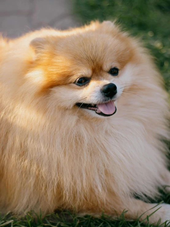 a dog is lying in the grass next to a curb