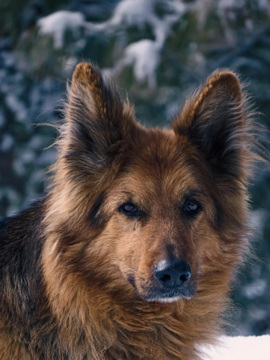 an extremely cute brown dog staring at the camera