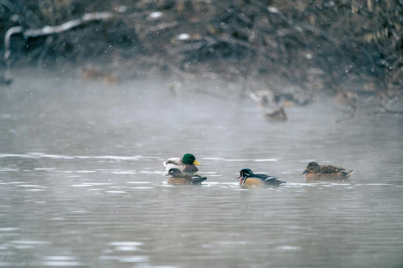 three ducks swimming on the water together