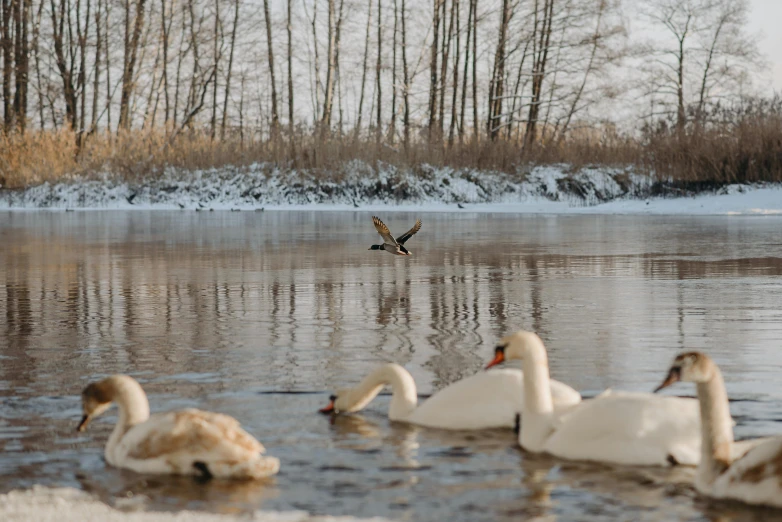 a flock of swans are sitting on the shore of a lake