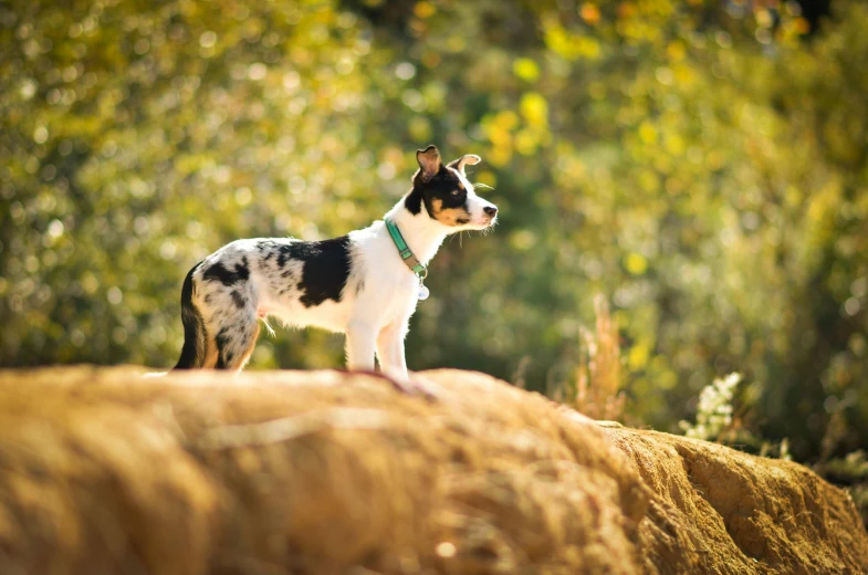 a small dog stands in the middle of a grassy area