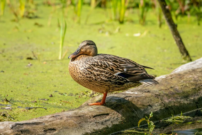 a duck stands on a log in the water