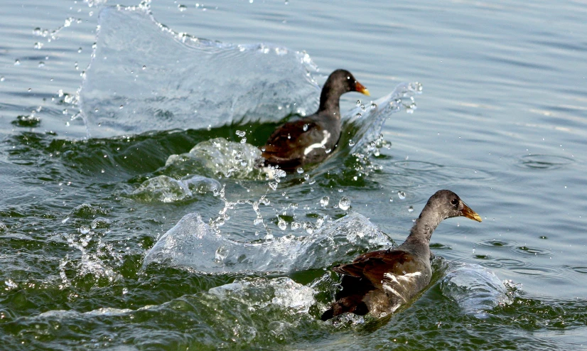 two ducks are swimming in the water