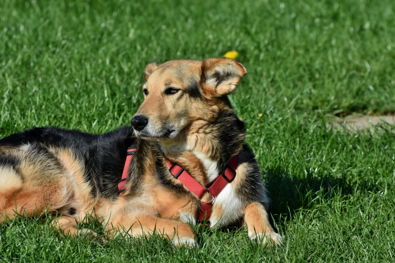 a dog laying in the grass next to a fence