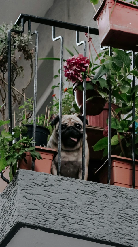 the pug is peeking out from the window, peeking into a planter