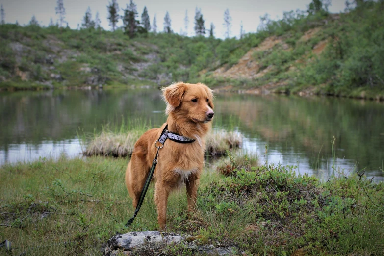 a brown dog standing on top of a lush green field