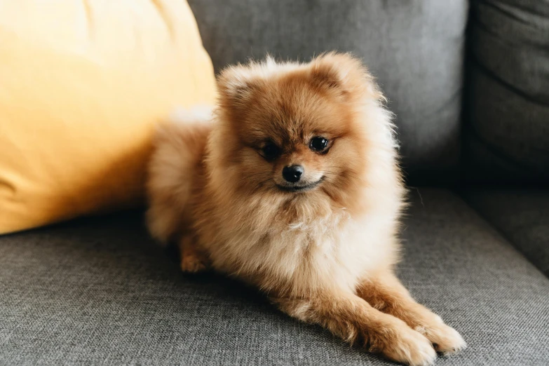 a pomeranian sitting on a grey couch next to pillows