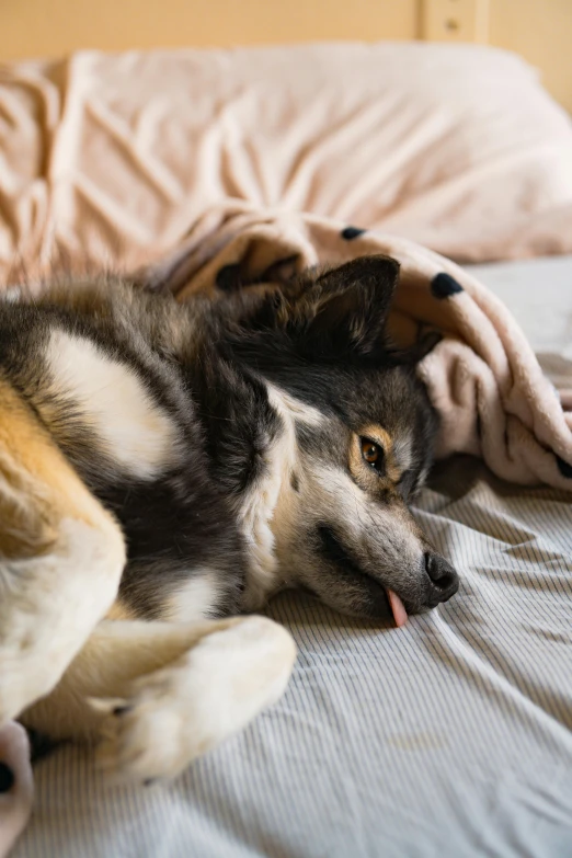 a dog laying on top of a bed with a blanket