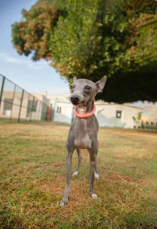 a close up of a dog with a leash on