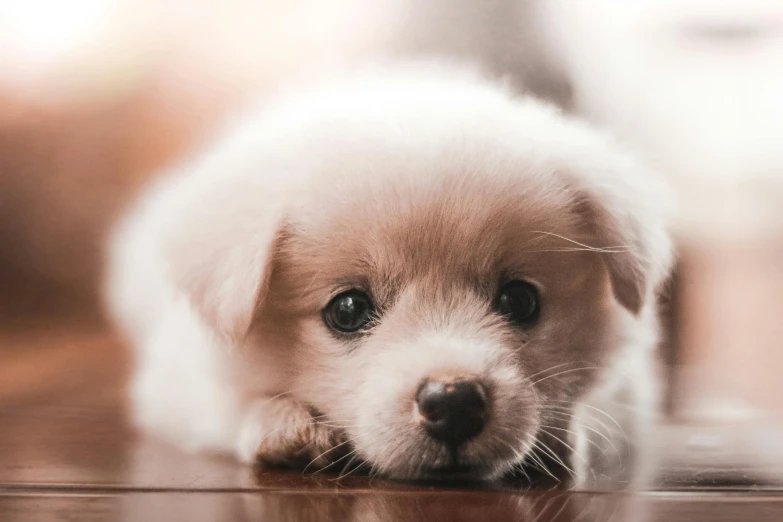 a puppy sitting on the floor staring at the camera