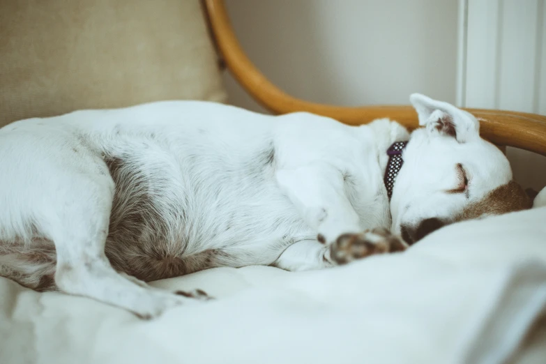 a dog is sleeping on top of the bed