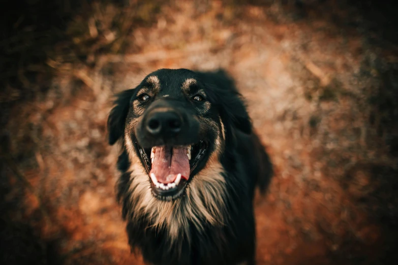 a dog with it's mouth open, looks directly at the camera