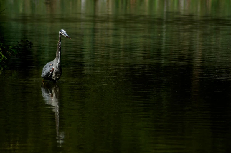 a bird with a long neck standing in the water