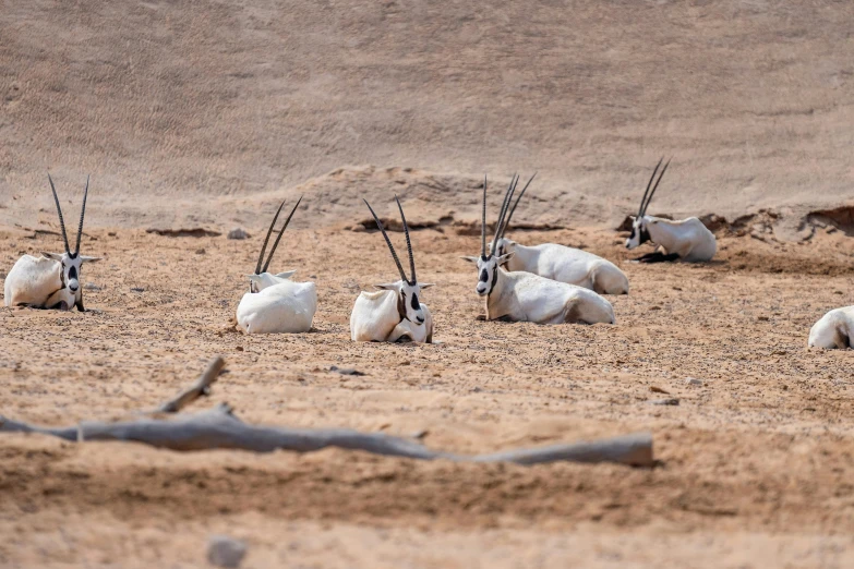 a group of animals laying on top of a sandy field