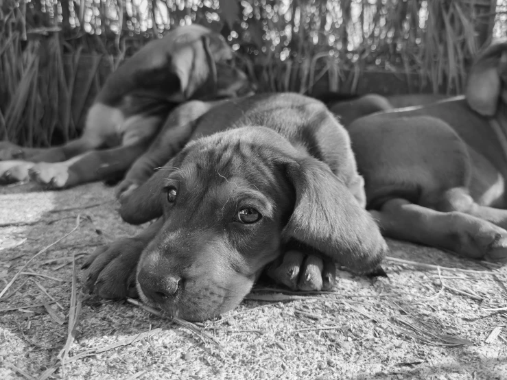 three puppies in black and white lounging together