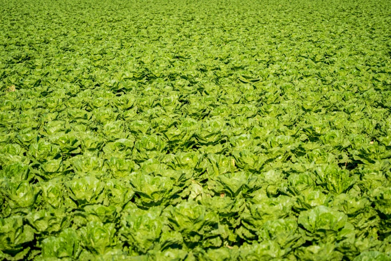 an empty field of leaves is pictured here