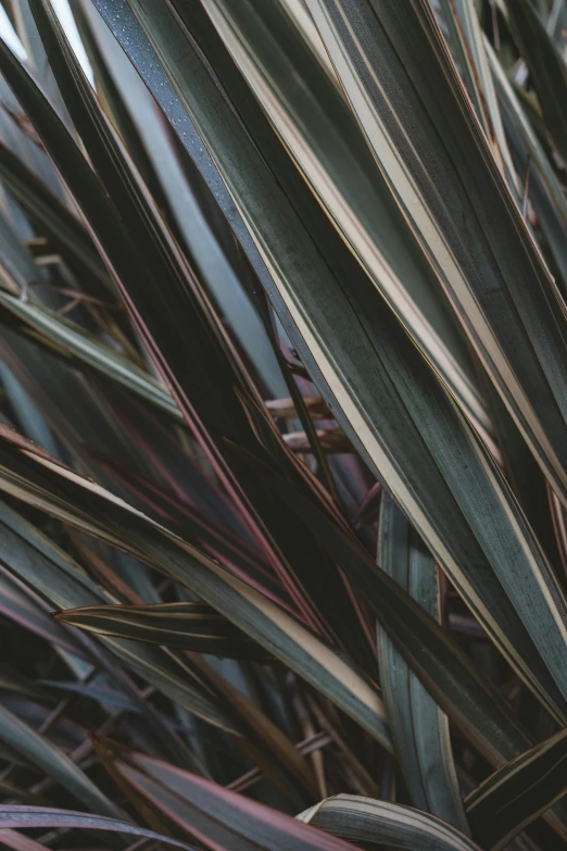 close up of purple and green grasses on top of each other