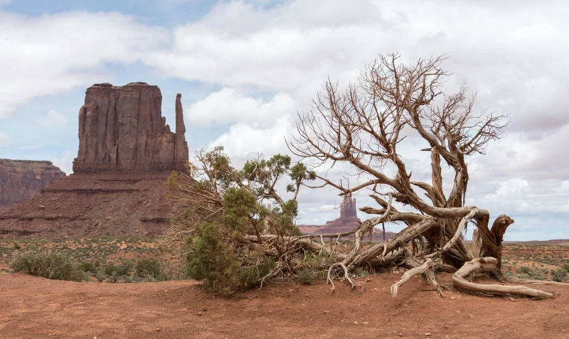 a very big tree that is in the dirt